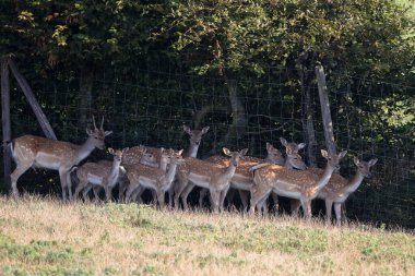 Ormanın kıyısındaki Roe geyiği.