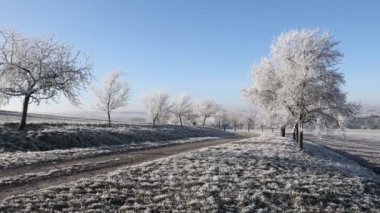 Soğuk bir sabah. Ağaçlar buzla kaplıdır..