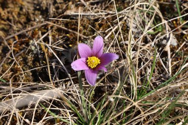 Güzel mor tüylü çiçek Oriental Pulsatilla patens pasqueflower erken Bahar.