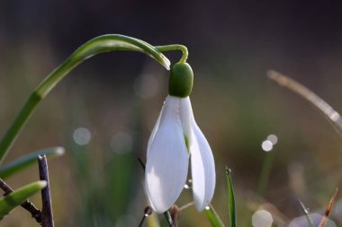 Güneş ışığıyla aydınlatılmış bir kardamlası kümesi.