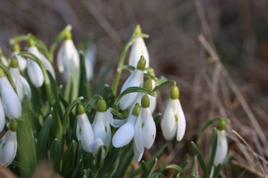 Güneş ışığıyla aydınlatılmış bir kardamlası kümesi.