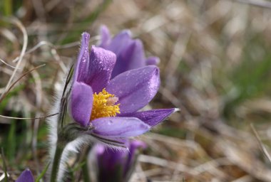 Güzel mor tüylü çiçek Oriental Pulsatilla patens pasqueflower erken Bahar.
