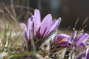 Güzel mor tüylü çiçek Oriental Pulsatilla patens pasqueflower erken Bahar.