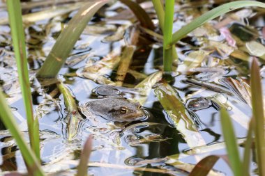 Üreme mevsiminde bir gölde kurbağalar.
