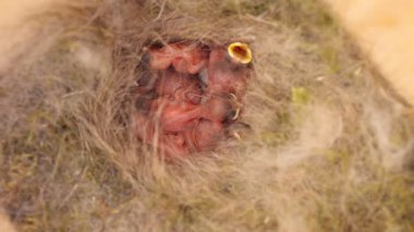 Hatched tit chicks in a bird house nest.