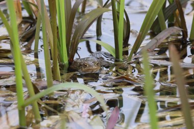Üreme mevsiminde bir gölde kurbağalar.