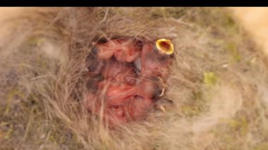 Hatched tit chicks in a bird house nest.