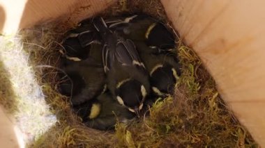 Hatched tit chicks in a bird house nest.