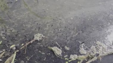 Su yolunda çok kurbağa yavrusu var..