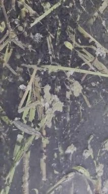 Su yolunda çok kurbağa yavrusu var..