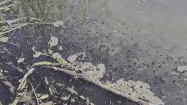 Su yolunda çok kurbağa yavrusu var..