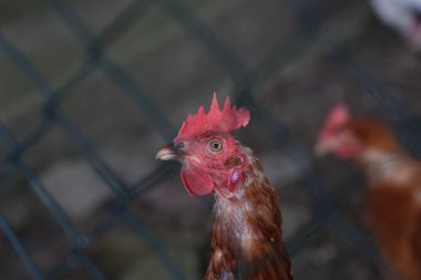 Çiftlikte tavukları olan bir horoz.