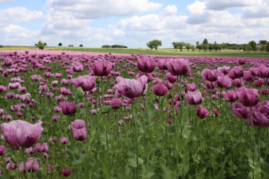 Kırmızı menekşe tarlası Yazın gelincik çiçeği.