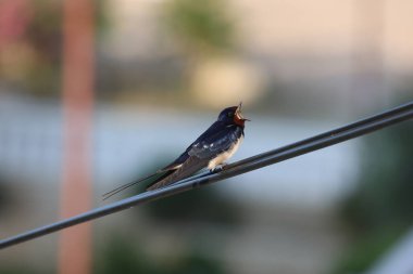 Swallow bir tel üzerinde oturur.
