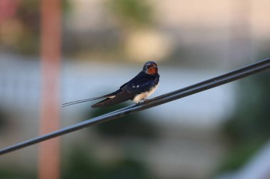 Swallow bir tel üzerinde oturur.