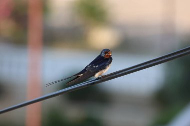 Swallow bir tel üzerinde oturur.