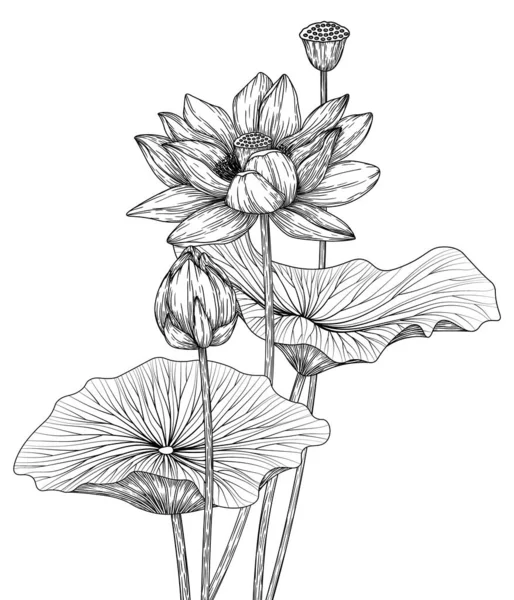 Εικονογράφηση Διάνυσμα Των Λουλουδιών Λωτού Μπουμπούκια Και Φύλλα — Διανυσματικό Αρχείο