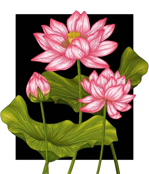 Vector Illustration Lotus Flowers Buds Leaves — Stock Vector