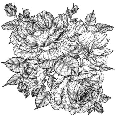  Çizgisel gül çiçekleri, tomurcukları ve yapraklarının vektör çizimi