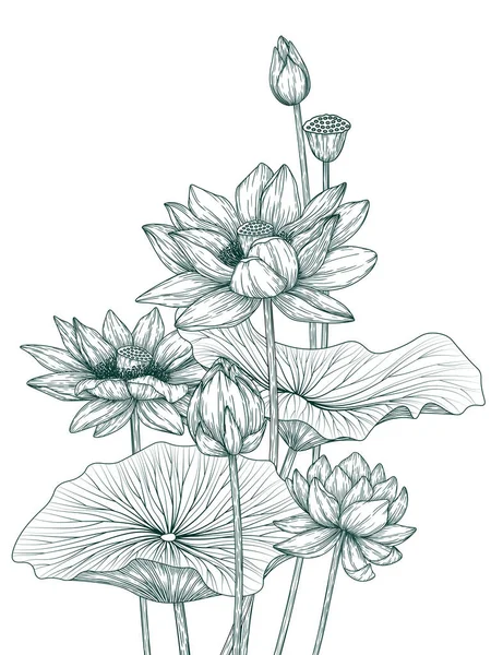 蓮の花 葉のベクトル図 — ストックベクタ