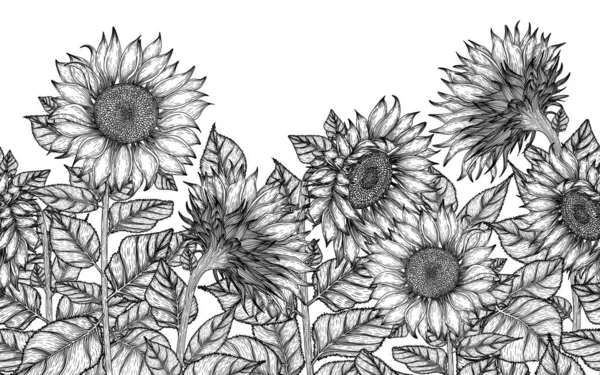 Seamless Horizontal Pattern Garden Sunflowers — Stock Vector