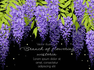  Vector template banner bush blooming wisteria in engraving style clipart