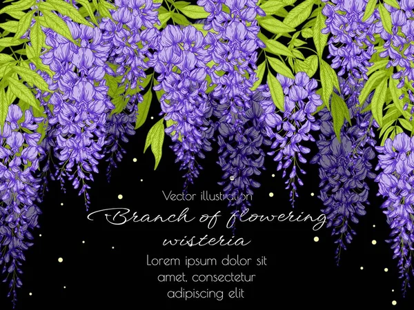  Vector template banner bush blooming wisteria in engraving style