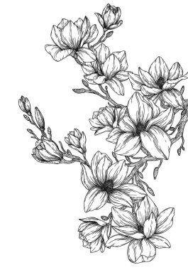  İşleme tarzında manolya çiçeğinin vektör illüstrasyonuName