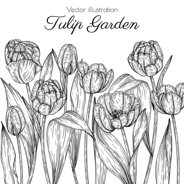 Illustrazione Vettoriale Fiori Giardino Tulipani Stile Incisione — Vettoriale Stock