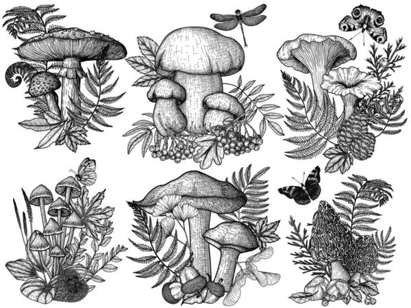 森林里的一套病媒蘑菇的雕刻风格 图形线形苍蝇 无菌和白色蘑菇 长春藤 蒲公英 环抱植物的莫雷尔 — 图库矢量图片