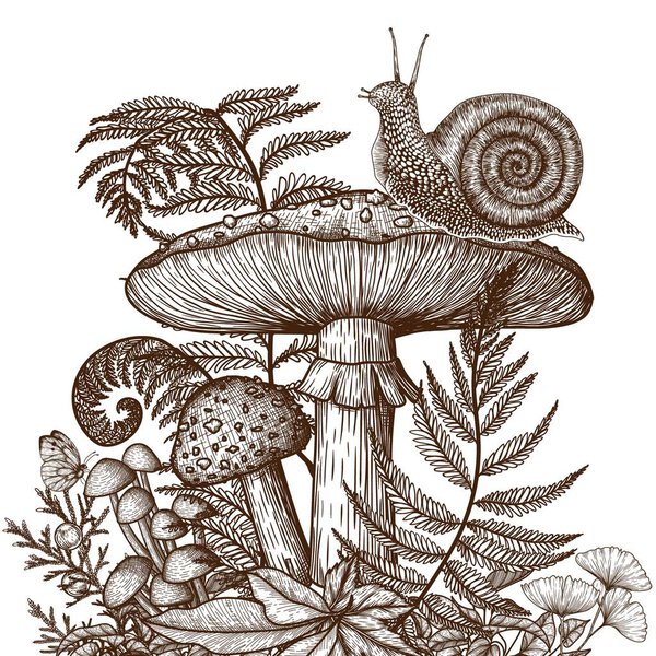  Vector illustration of fly agaric and snail surrounded by plants in engraving style