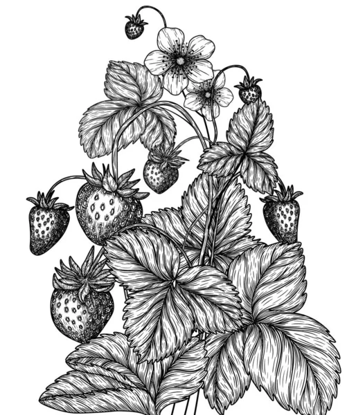 Ilustración Vectorial Arbusto Fresa Silvestre Estilo Grabado — Archivo Imágenes Vectoriales