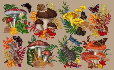  Vector set of 8 bushes with mushrooms, plants, insects, berries. Fly agaric, chanterelles, white mushroom, honey agaric, boletus, morel, russula, snail, strawberry, fern, butterflies, dragonfly clipart