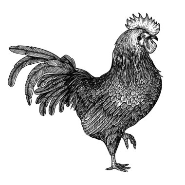  Vector graphic linear illustration of a rooster in engraving style clipart