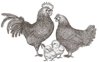  Vector illustration of a family of chickens. Rooster, hen and 2 chicks in engraving style clipart