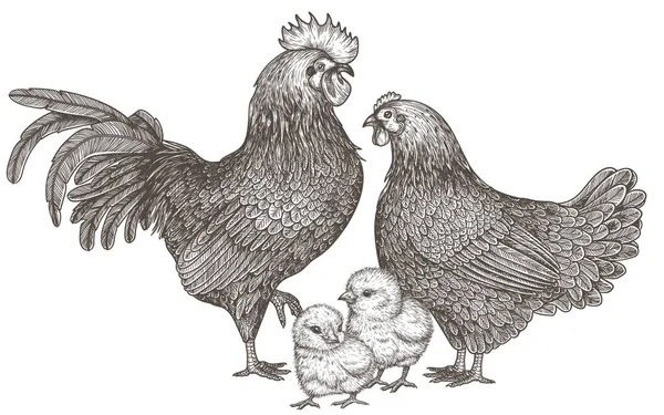 Vektor Illustration Familj Kycklingar Tupp Höna Och Kycklingar Gravyr Stil — Stock vektor