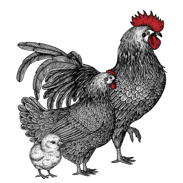 Векторная Иллюстрация Курицы Петух Курица Цыпочка Стиле Гравировки — стоковый вектор