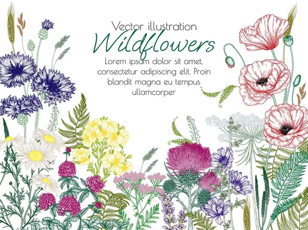 stock vector  Vector illustration of wild flowers and plants. Chamomile, clover, fern, chicory, poppy, valerian, cornflowers, St. John's wort in engraving style