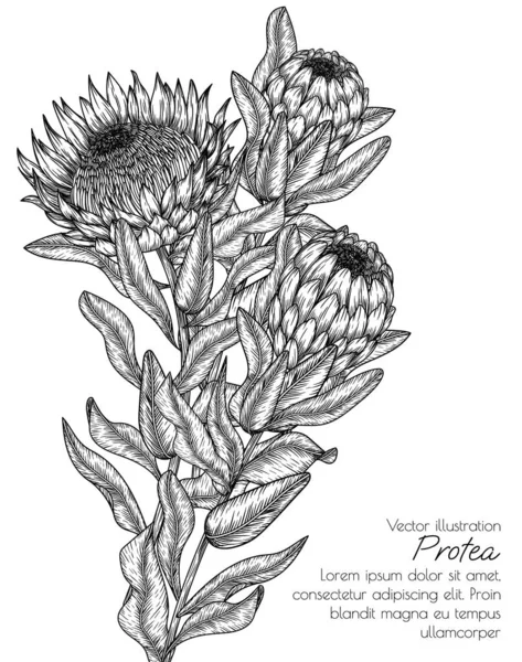 Ilustração Vetorial Flores Protea Estilo Gravura —  Vetores de Stock