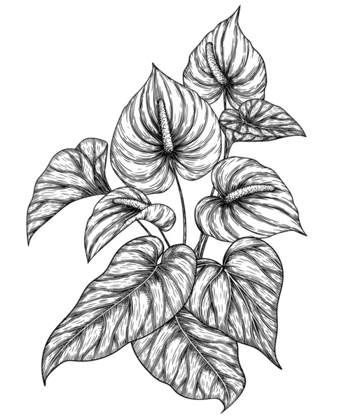 Ilustración Vectorial Arbusto Flores Anthurium Estilo Grabado — Archivo Imágenes Vectoriales