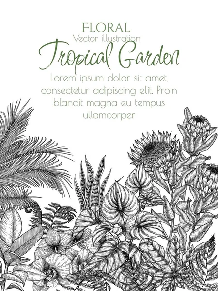 Vektorillustration Eines Tropischen Gartens Stich Stil Anthurium Aralia Protea Palmblätter — Stockvektor