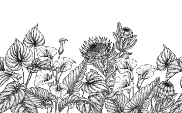 Kusursuz Yatay Tropikal Çiçek Bahçesi Zantedeschia Protea Oymacılık Tarzında Anthurium — Stok Vektör