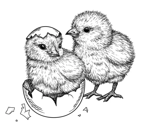 Vector Illustration Two Little Chickens Engraving Style — Archivo Imágenes Vectoriales