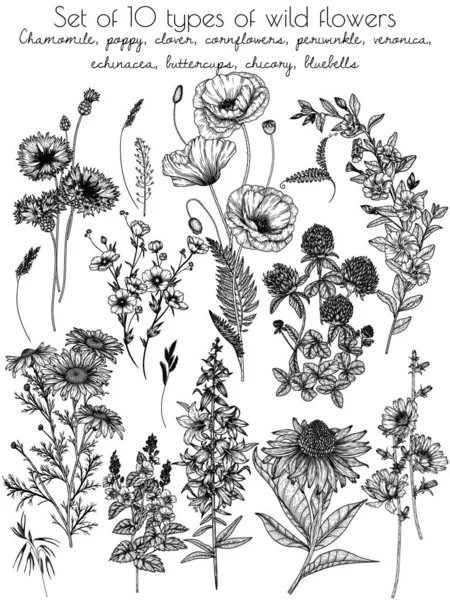 Conjunto Tipos Flores Silvestres Camomila Papoula Trevo Flores Milho Periwinkle — Vetor de Stock
