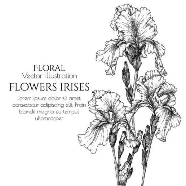 Ilustração Vetorial Flores Íris Estilo Gravura —  Vetores de Stock