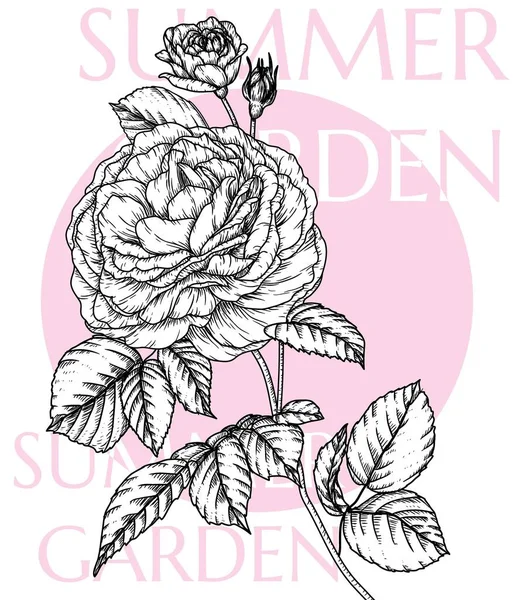 Векторна Ілюстрація Квітки Чайної Троянди Стилі Гравюри — стоковий вектор