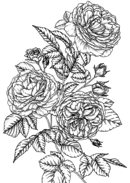 Vektorová Ilustrace Větve Čajové Růže Rytém Stylu — Stockový vektor