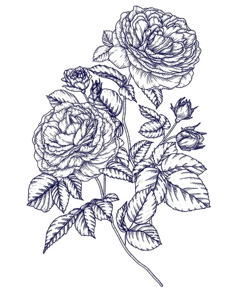 Векторна Ілюстрація Гілки Чайної Троянди Стилі Гравюри — стоковий вектор