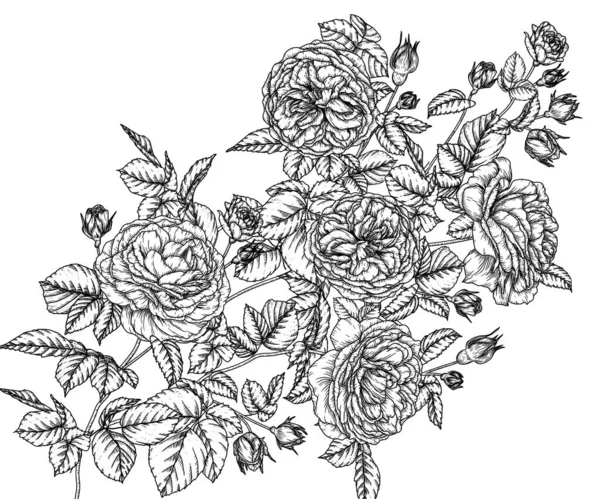 Ilustración Vectorial Una Rama Rosa Estilo Grabado — Archivo Imágenes Vectoriales