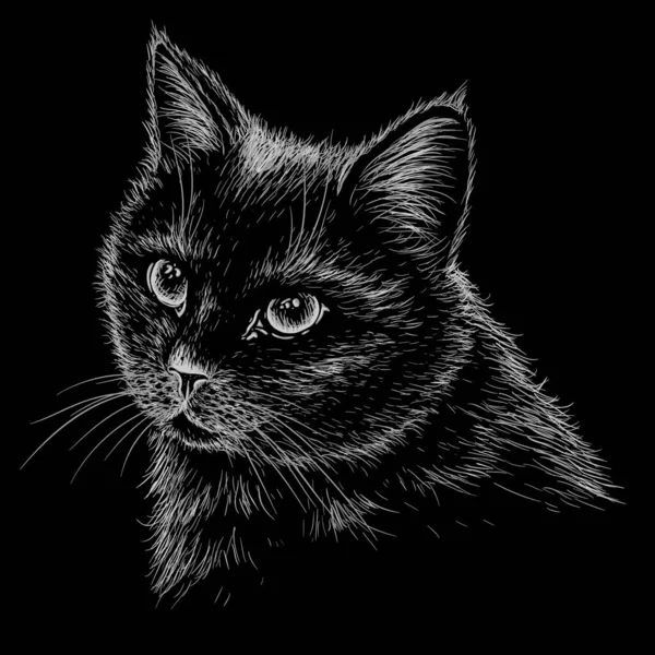 Ilustración Vectorial Hocico Gato Negro Estilo Grabado — Vector de stock